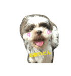 lovely Shih Tzu Don-kun（個別スタンプ：7）