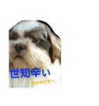 lovely Shih Tzu Don-kun（個別スタンプ：8）