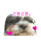 lovely Shih Tzu Don-kun（個別スタンプ：9）