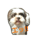 lovely Shih Tzu Don-kun（個別スタンプ：10）