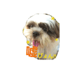 lovely Shih Tzu Don-kun（個別スタンプ：11）