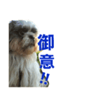 lovely Shih Tzu Don-kun（個別スタンプ：12）