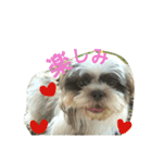lovely Shih Tzu Don-kun（個別スタンプ：13）