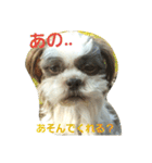 lovely Shih Tzu Don-kun（個別スタンプ：16）
