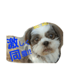 lovely Shih Tzu Don-kun（個別スタンプ：17）