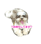 lovely Shih Tzu Don-kun（個別スタンプ：18）