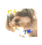 lovely Shih Tzu Don-kun（個別スタンプ：19）
