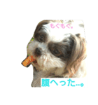 lovely Shih Tzu Don-kun（個別スタンプ：20）