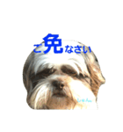 lovely Shih Tzu Don-kun（個別スタンプ：21）