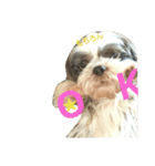 lovely Shih Tzu Don-kun（個別スタンプ：22）