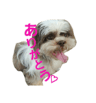 lovely Shih Tzu Don-kun（個別スタンプ：23）