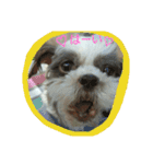 lovely Shih Tzu Don-kun（個別スタンプ：24）