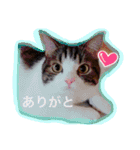 立ち耳スコのノエル君 Vol.1（個別スタンプ：18）