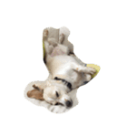 うちの愛犬（個別スタンプ：1）