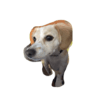 うちの愛犬（個別スタンプ：4）