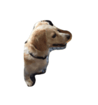 うちの愛犬（個別スタンプ：5）