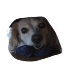 うちの愛犬（個別スタンプ：6）