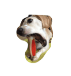 うちの愛犬（個別スタンプ：7）