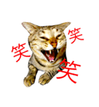 飼い猫ルーちゃんのお話スタンプ（個別スタンプ：15）