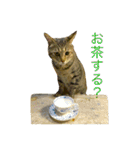 飼い猫ルーちゃんのお話スタンプ（個別スタンプ：22）