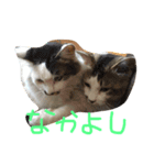 にゃんず姉弟（個別スタンプ：1）