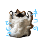 にゃんず姉弟（個別スタンプ：2）