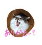 にゃんず姉弟（個別スタンプ：4）