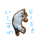 にゃんず姉弟（個別スタンプ：6）