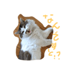 にゃんず姉弟（個別スタンプ：8）