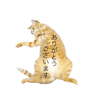 ヒラの日常（個別スタンプ：13）
