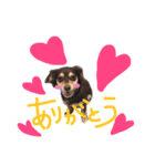 チワックスのまめた（個別スタンプ：6）