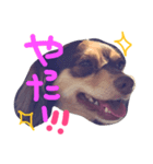チワックスのまめた（個別スタンプ：8）