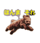 toy poodle  kuu（個別スタンプ：1）