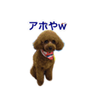 toy poodle  kuu（個別スタンプ：3）