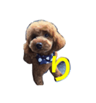 toy poodle  kuu（個別スタンプ：4）