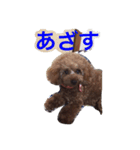 toy poodle  kuu（個別スタンプ：5）