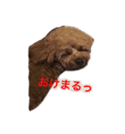 toy poodle  kuu（個別スタンプ：7）