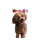 toy poodle  kuu（個別スタンプ：8）