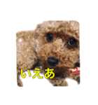 chocohachi poodles（個別スタンプ：1）