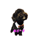 chocohachi poodles（個別スタンプ：7）