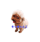 chocohachi poodles（個別スタンプ：8）