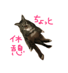 愛猫トラさん（個別スタンプ：1）