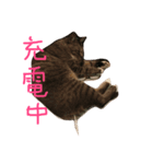 愛猫トラさん（個別スタンプ：2）