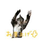 愛猫トラさん（個別スタンプ：3）