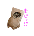 愛猫トラさん（個別スタンプ：5）