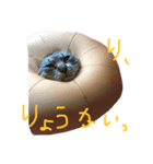 愛猫トラさん（個別スタンプ：7）