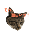 愛猫トラさん 2（個別スタンプ：2）