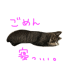 愛猫トラさん 2（個別スタンプ：3）