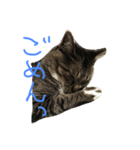 愛猫トラさん 2（個別スタンプ：4）