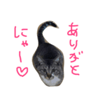 愛猫トラさん 2（個別スタンプ：5）